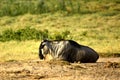 2014-07-10 - 16.22.21 - Amboseli - PakÃÂ¯ÃË ÃÂ¾ÃÂ­han